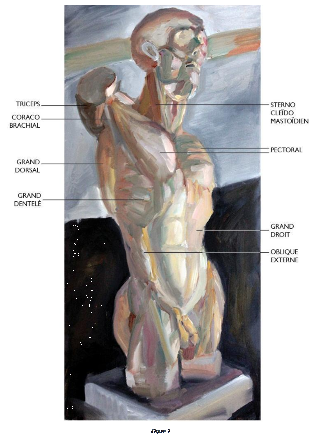Zone de Texte:  
Figure 47
Peinture 56 : Face ventrale trois-quarts

